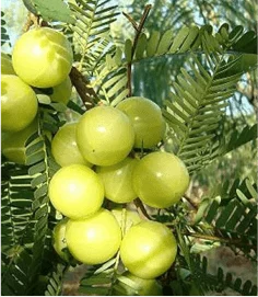 Amla Powder